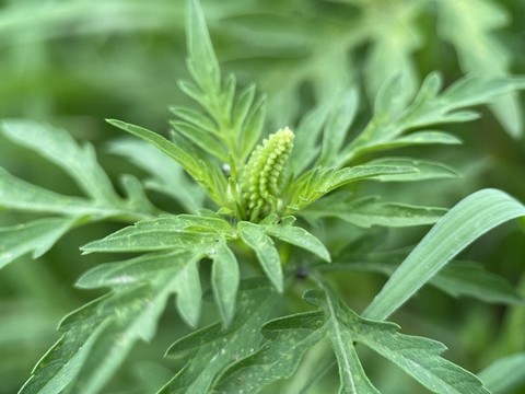 豚草
