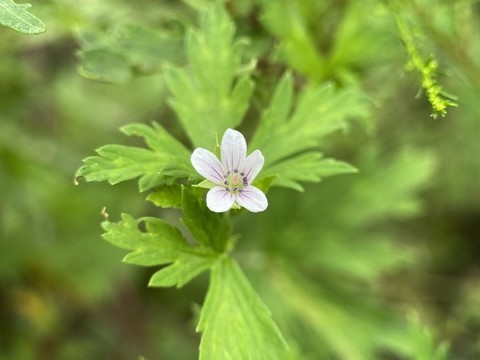 老鸛草花