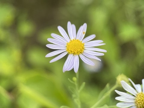 馬蘭花