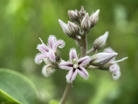 蘿藦花