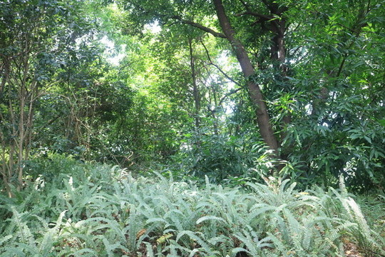 植被