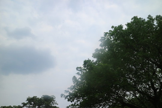 樹(shù)天空
