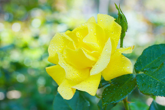 月季花