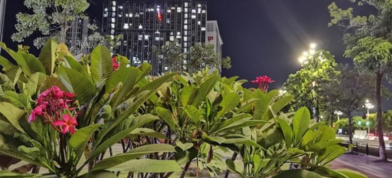 紅雞蛋花