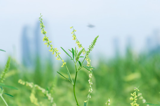 小野花