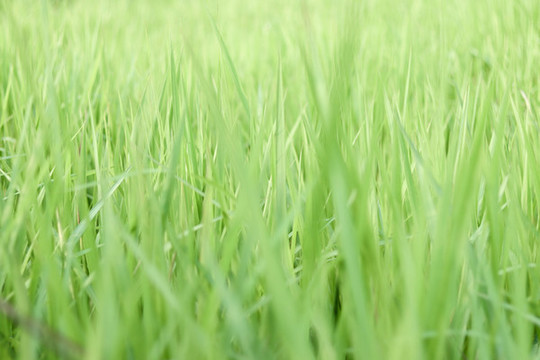 野草