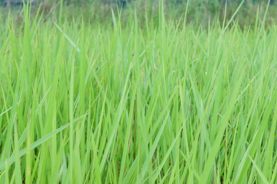 野草
