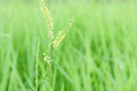 野花小黃花