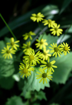 路邊小黃花