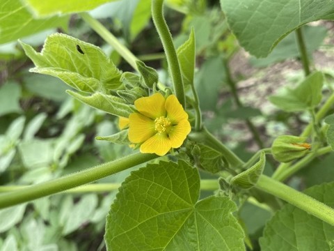 苘麻花