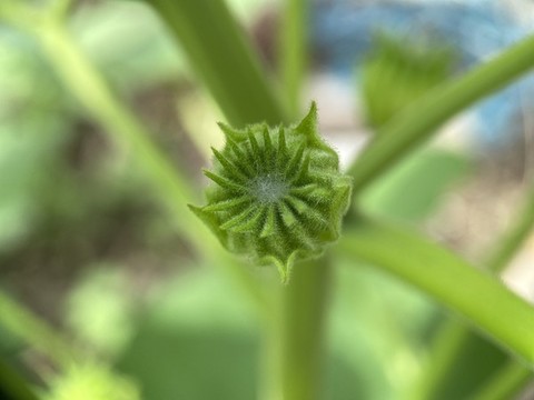 苘麻