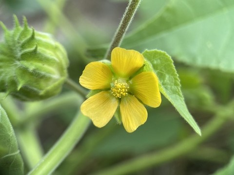 苘麻花