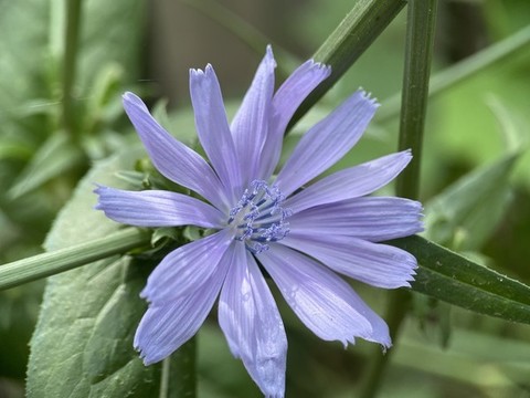 苦苣花