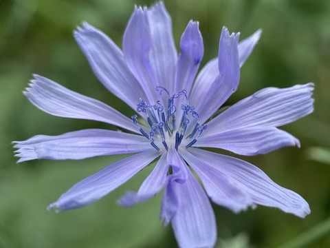 苦苣花