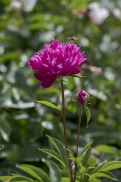 赤芍花