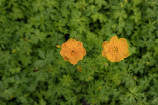 金蓮花
