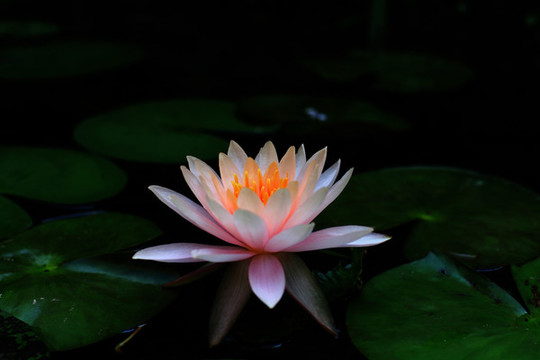 蓮花