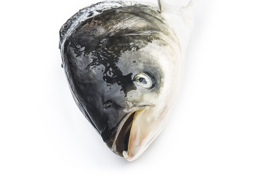 鰱魚頭