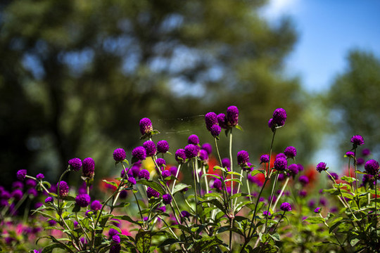 鮮花盛開(kāi)