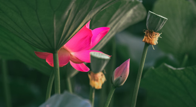荷花
