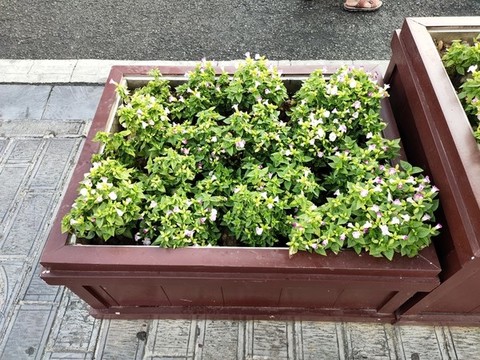 夏堇蝴蝶草花壇