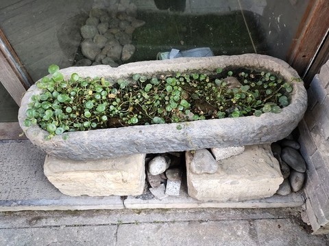 銅錢草特寫