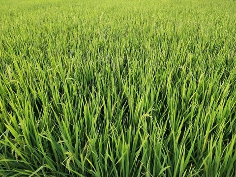 水稻田