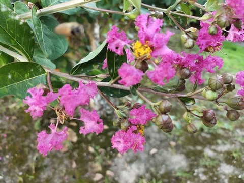 紫薇花與飛舞的蜜蜂