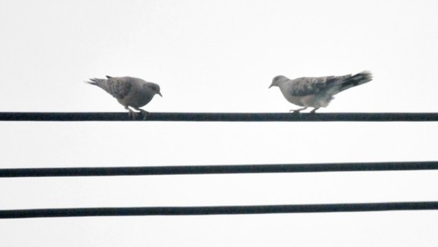 斑鳩