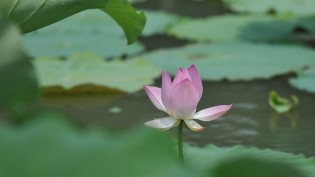 蓮
