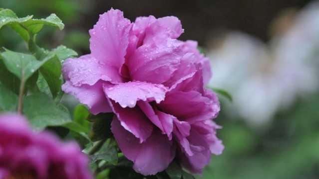 牡丹花