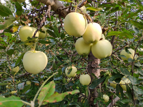 樹(shù)上的蘋(píng)果
