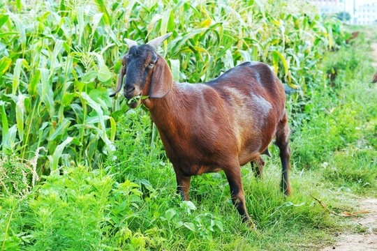 放養(yǎng)山羊