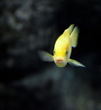 非洲王子魚
