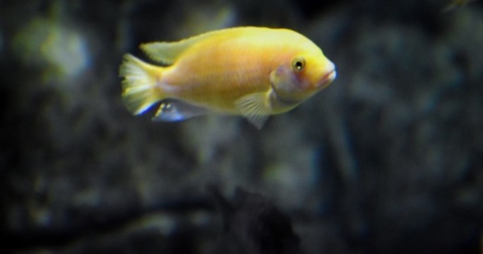 非洲王子魚