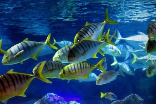 海洋魚群
