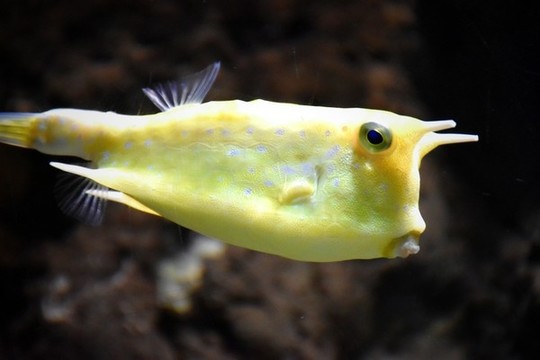 牛角魚