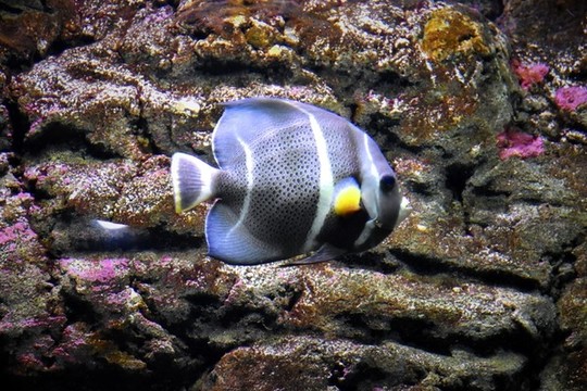 海水神仙魚