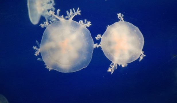 水母