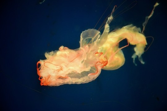 水母