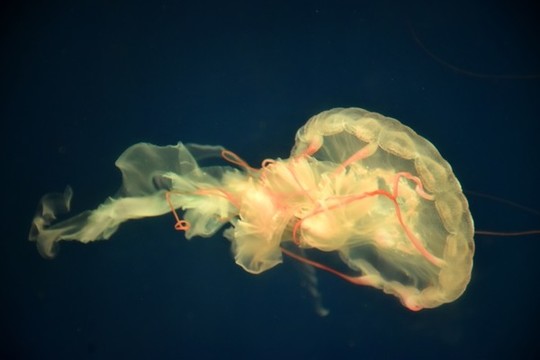 水母