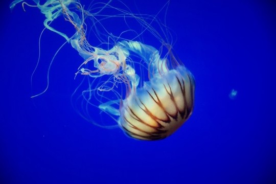 水母