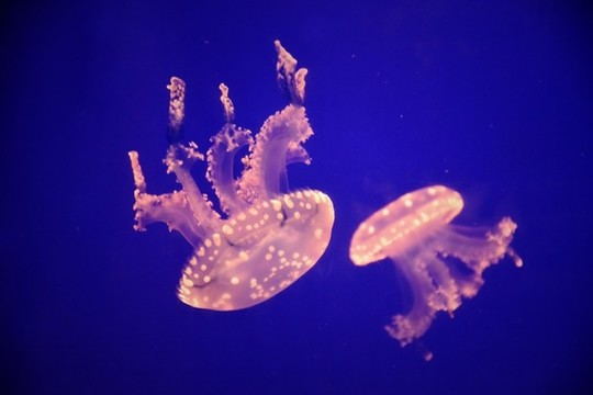 水母