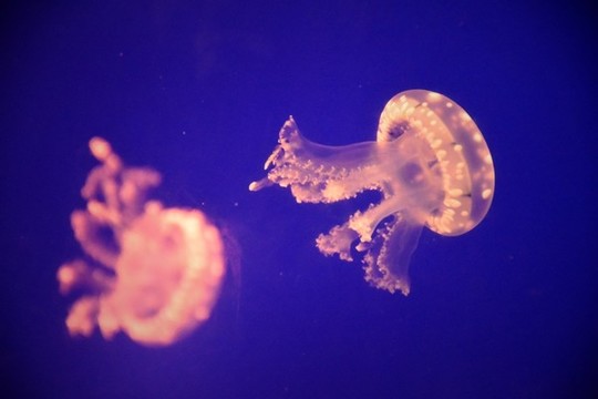 水母