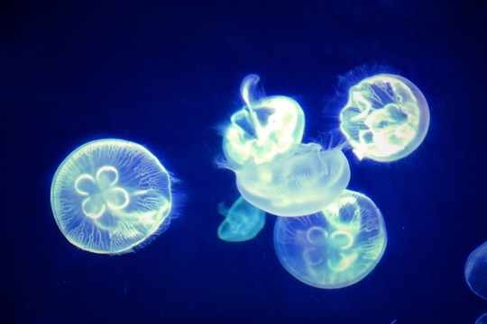 水母