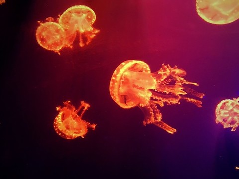 水母