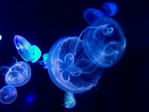 水母