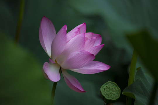 荷花