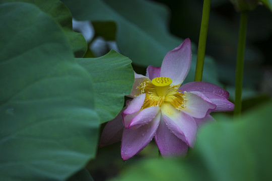 荷花