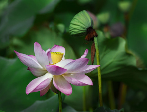 荷花